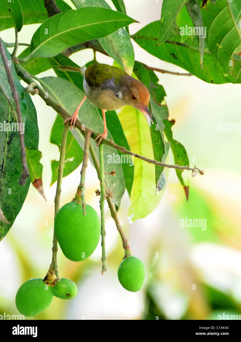 Un oiseau sur mesure, Orthotomus sutorius, sur une branche de l'arbre