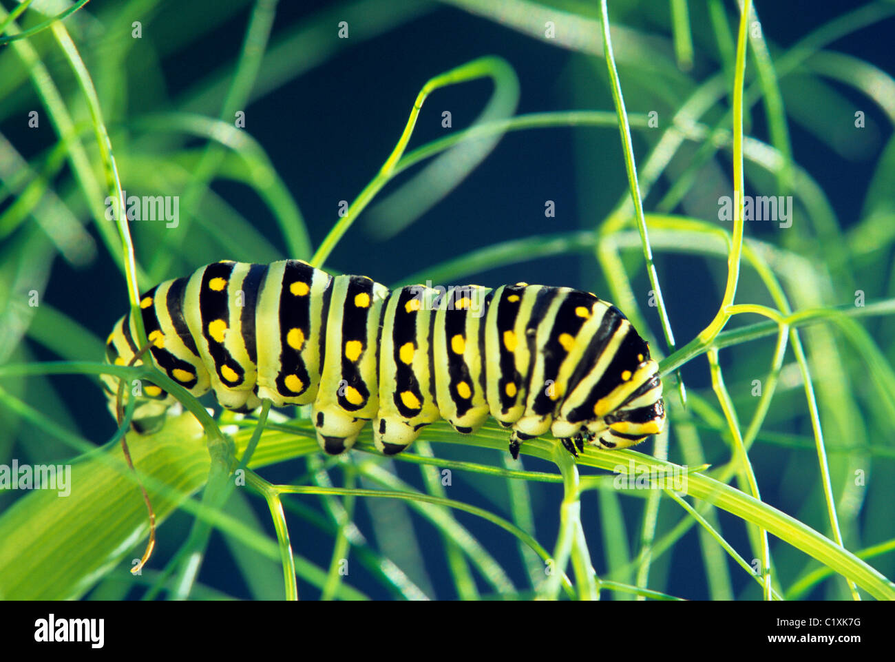 Chenille (PAPILIO MACHAON NOIR POLYTENES) se nourrissant de fenouil AU MINNESOTA JARDIN ; le milieu de l'été. Banque D'Images