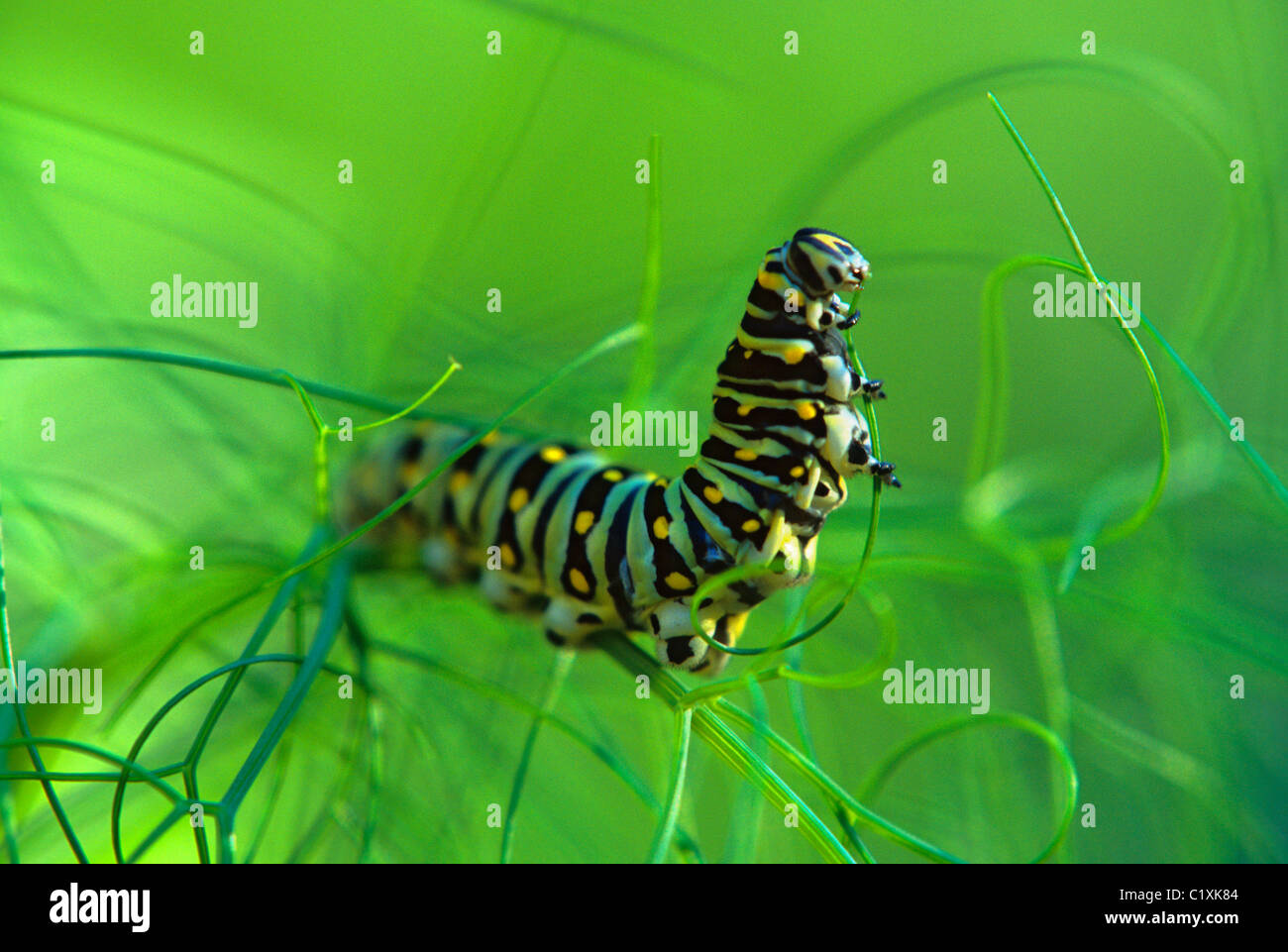 Chenille (PAPILIO MACHAON NOIR POLYTENES) se nourrissant sur le fenouil (Foeniculum OFFICINALE) au Minnesota ; jardin de l'été. Banque D'Images