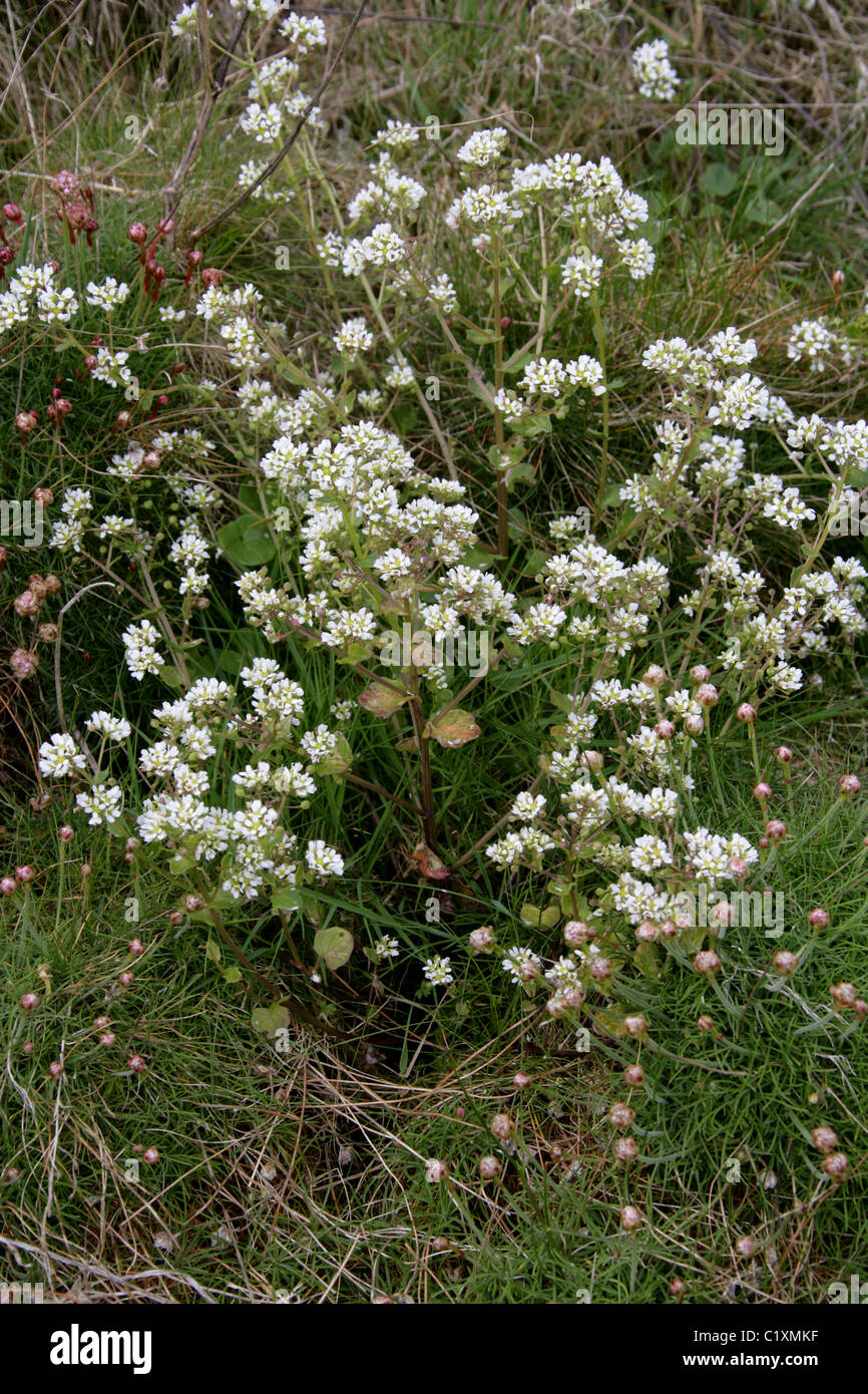 Le scorbut commun-herbe, Cochlearia officinalis, Brassicaceae. Cornwall, Angleterre, Royaume-Uni. La fleur sauvage. Banque D'Images