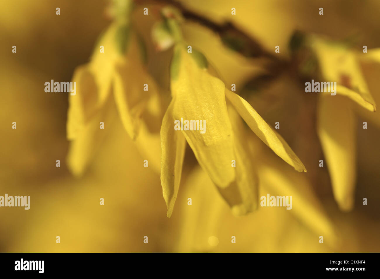 Forsythia fleurit au début de l'anglais au printemps. Banque D'Images