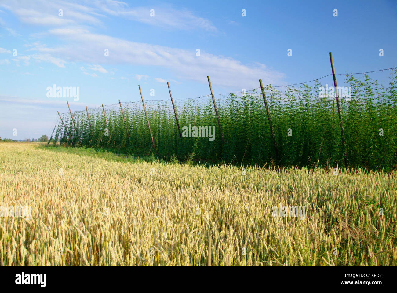 Le houblon, plantation de houblon, la culture, les champs, les cultures, la bière, les plantes, les herbes, la culture, la culture du houblon, houblon, cultivé augmente Banque D'Images