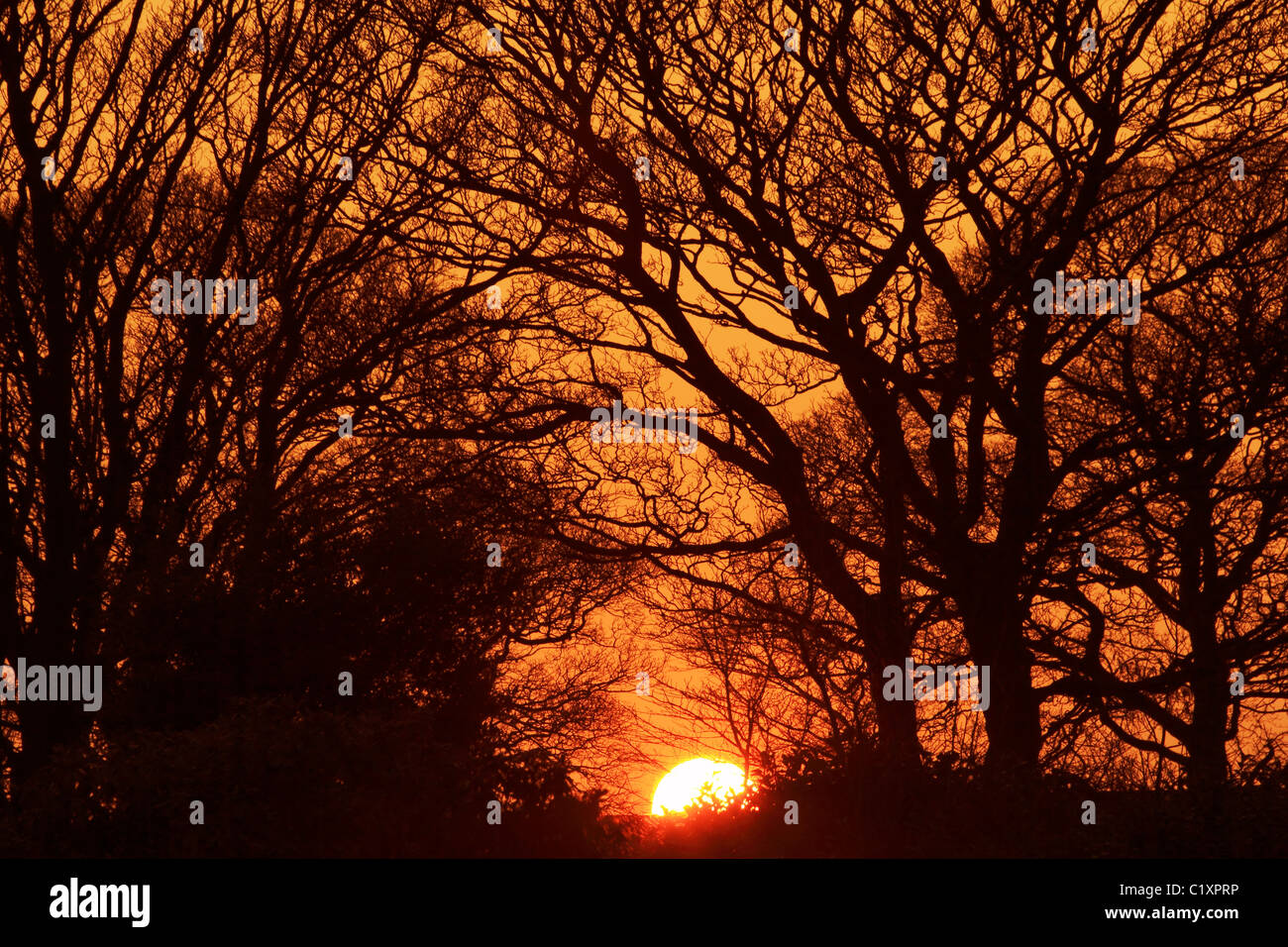 Coucher du soleil avec des arbres en silhouette au crépuscule près de Yeadon Tarn Yorkshire Leeds United Kingdom UK Banque D'Images