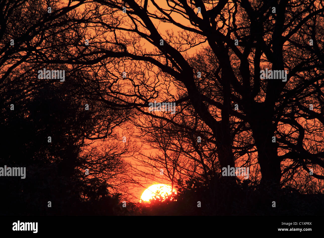 Coucher du soleil avec des arbres en silhouette au crépuscule près de Yeadon Tarn Yorkshire Leeds United Kingdom UK Banque D'Images