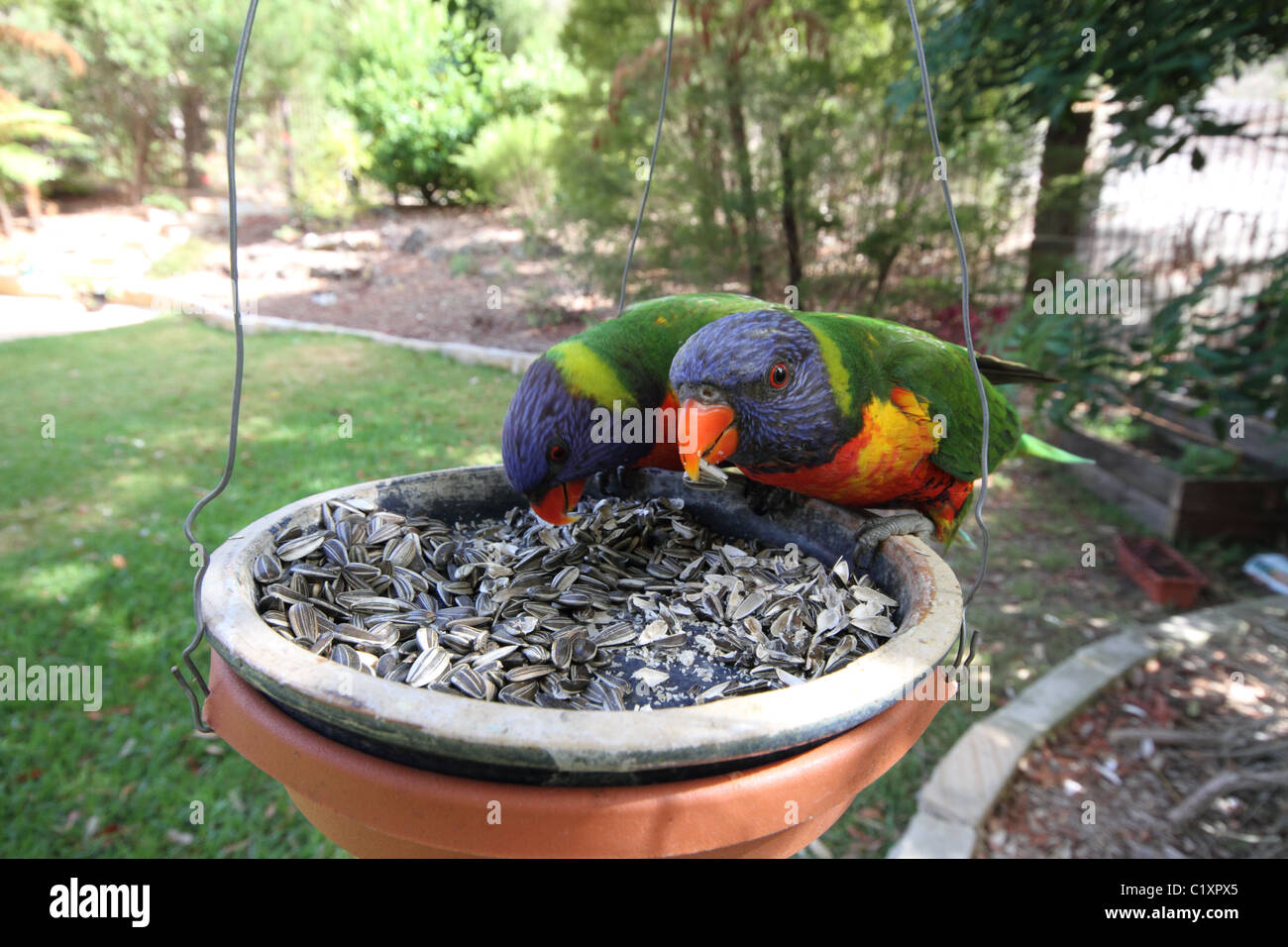 Deux têtes pourpres rainbow perché sur un jardin alimentation alimentation graines de tournesol Banque D'Images