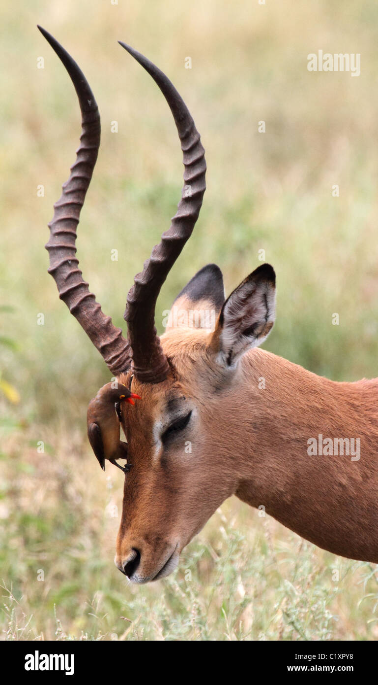 Impala mâle avec oxpecker on head Banque D'Images