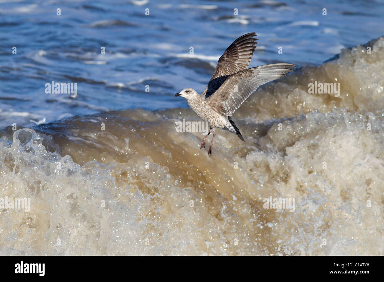 Goélands argentés Larus argentatus se nourrissant dans une mer agitée sur la côte de Norfolk Banque D'Images