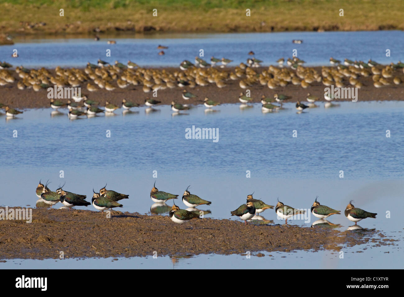 Vanneaux Vanellus vanellus Troupeau d'hiver et de Pluviers bronzés survolant le CLAJ réserve ornithologique Banque D'Images