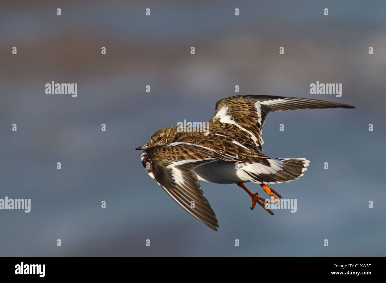 Turnstone Arenaria interpres décollant de frozen pool côtières Décembre Norfolk Banque D'Images