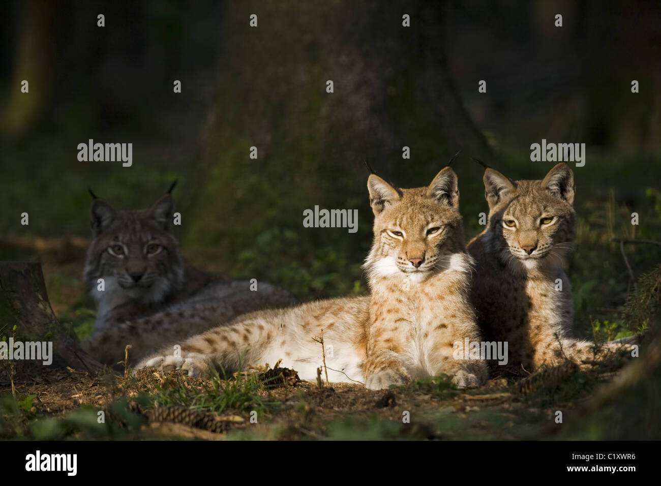 Lynx européen Banque D'Images