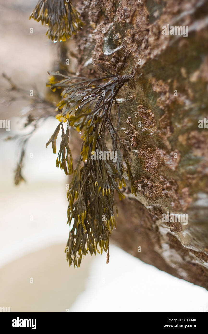 Les algues accroché à un rocher à Cornwall UK Trebarwith Strand Banque D'Images