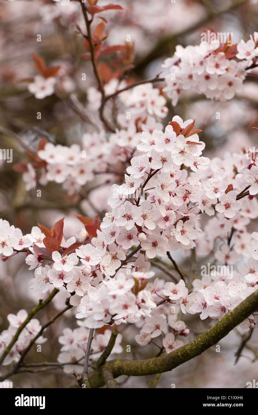 Blosom cerisier pourpre des sables au début du printemps Banque D'Images