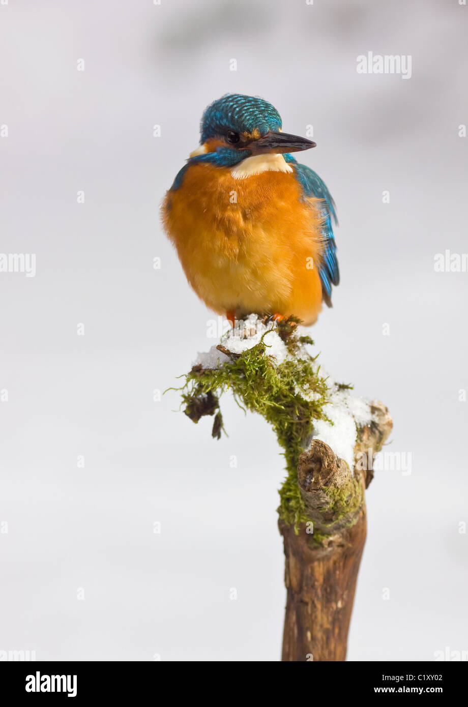 Kingfisher en hiver Banque D'Images