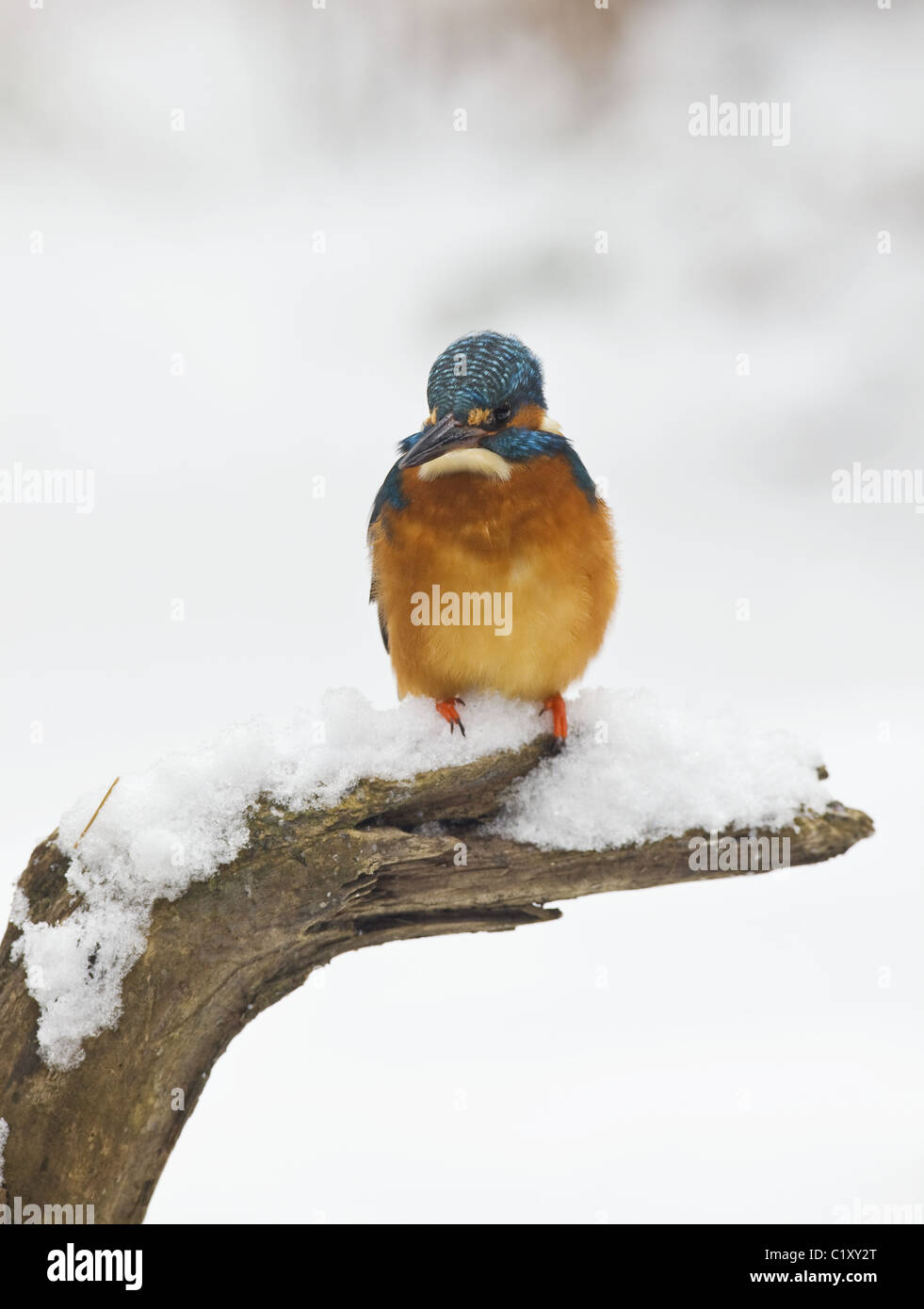 Kingfisher en hiver Banque D'Images