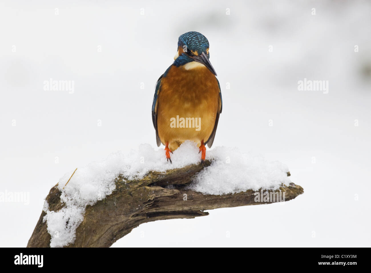 Kingfisher en hiver Banque D'Images