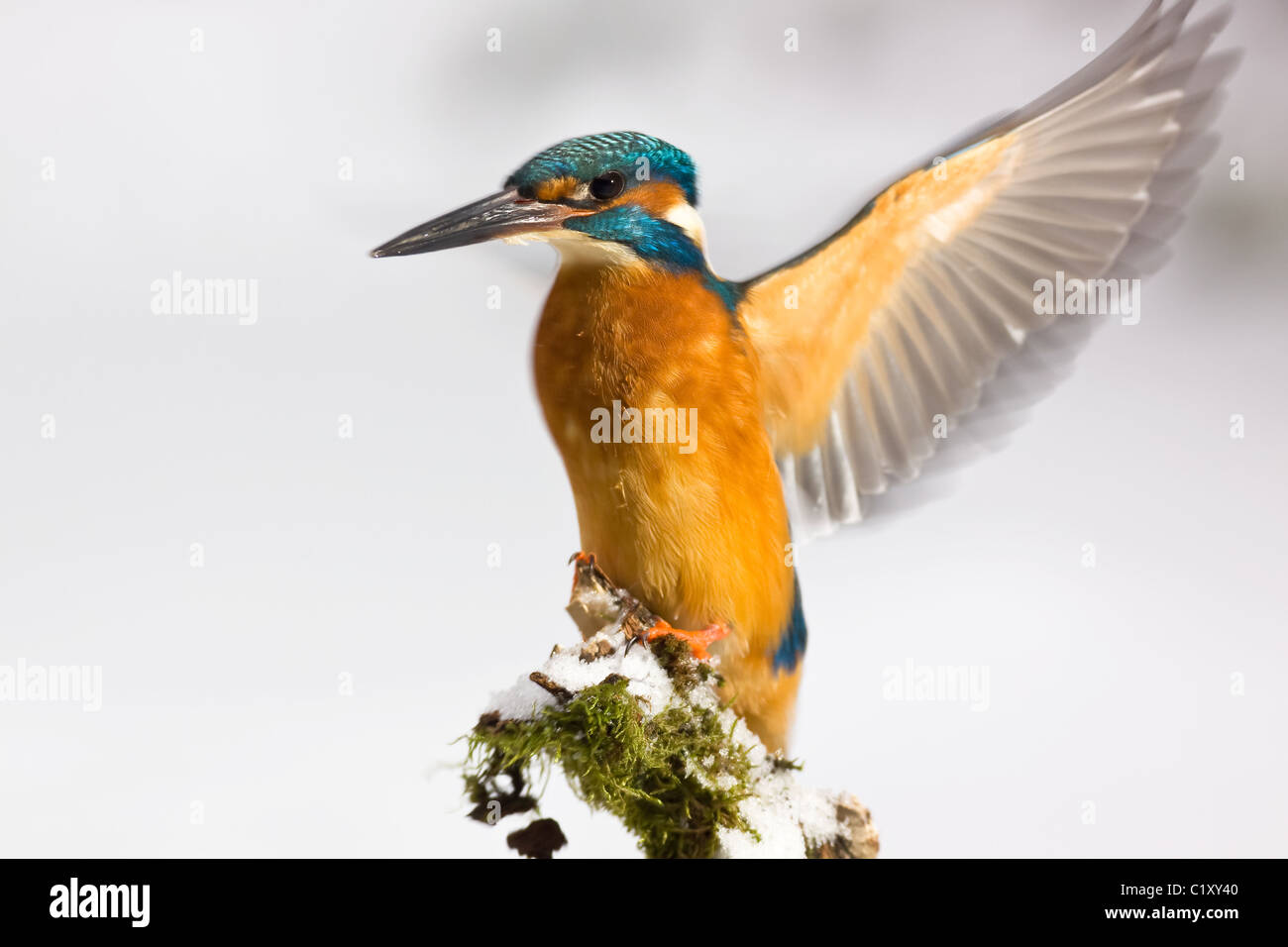 Kingfisher en hiver Banque D'Images