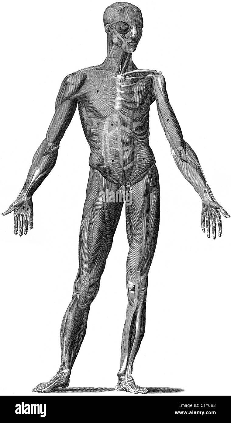 19ème siècle illustration de livre, prises à partir de la 9e édition (1875) de l'Encyclopédie Britannique, du système musculaire de l'avant du corps Banque D'Images