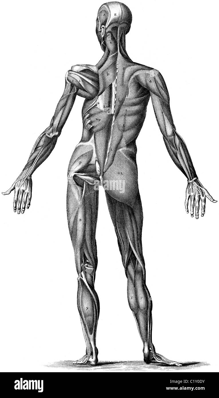 19ème siècle illustration de livre, prises à partir de la 9e édition (1875) de l'Encyclopédie Britannique, du système musculaire de l'arrière de corps Banque D'Images