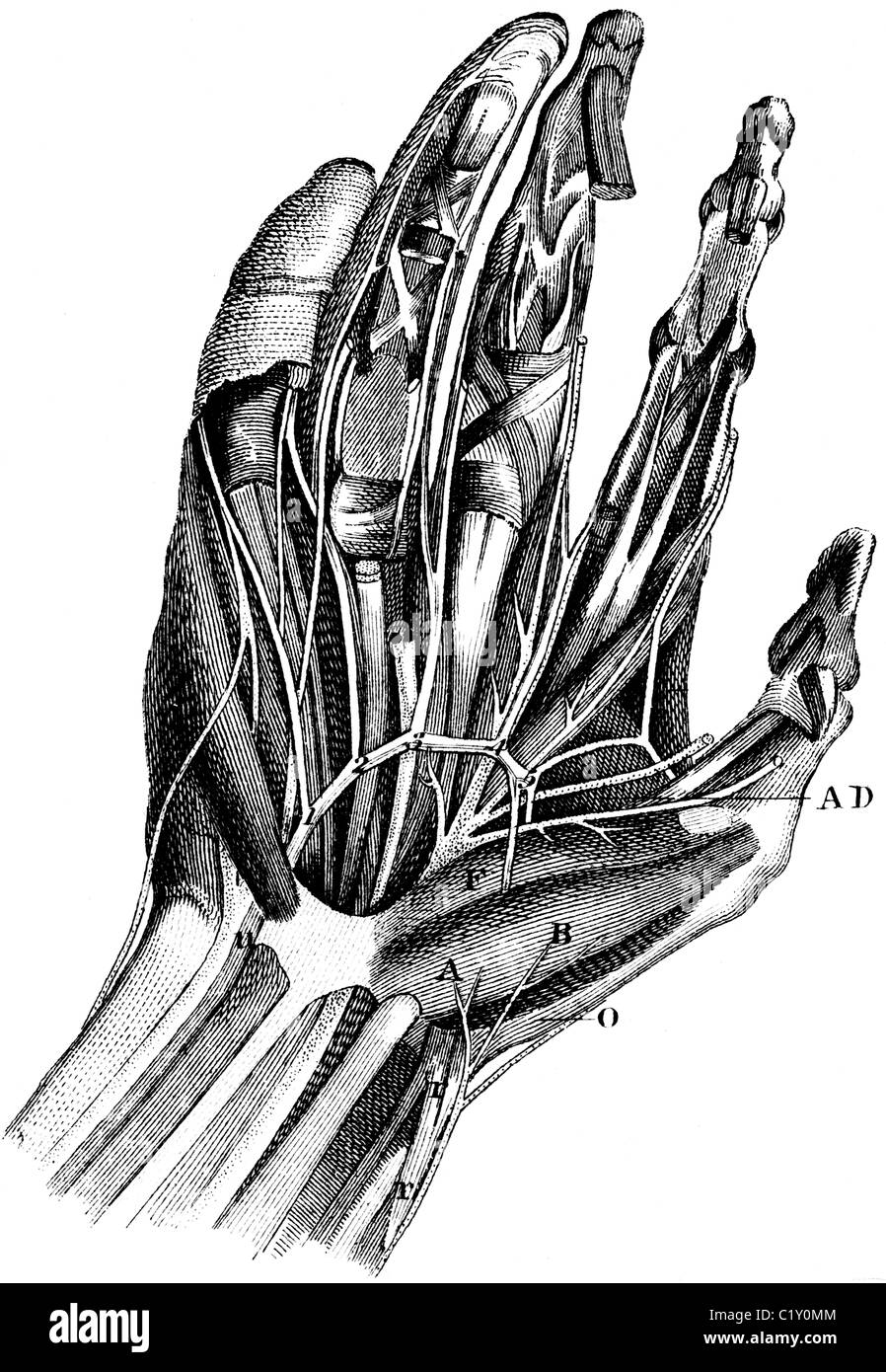 19ème siècle illustration de livre, prises à partir de la 9e édition (1875) de l'Encyclopédie Britannique, du système musculaire de part Banque D'Images 19ème siècle illustration de livre, prises à partir de la 9e édition (1875) de l'Encyclopédie Britannique, du système musculaire de part Banque D'Images