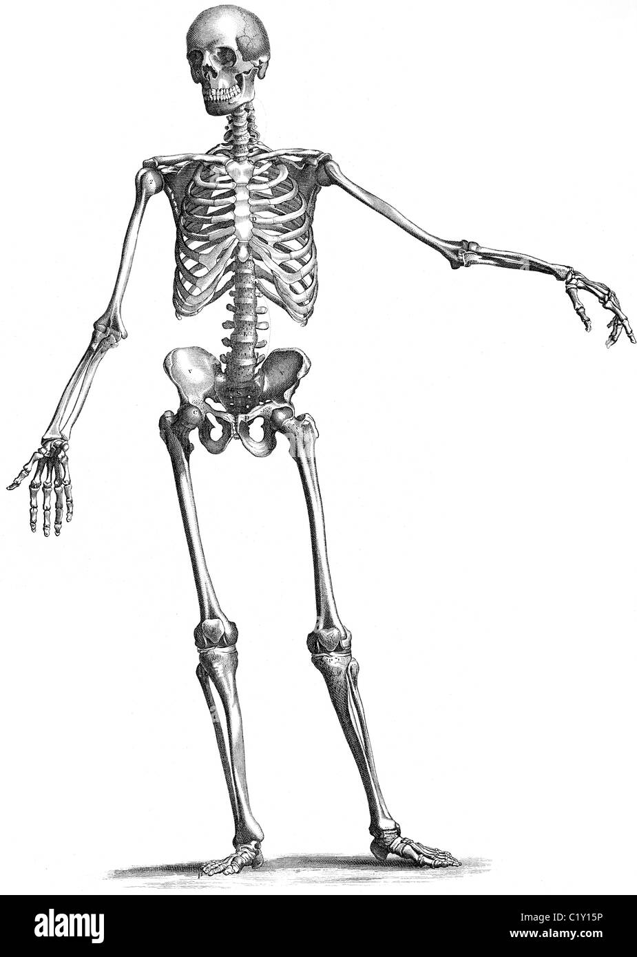 19ème siècle illustration de livre, prises à partir de la 9e édition (1875) de l'Encyclopédie Britannique, avant de squelette Banque D'Images
