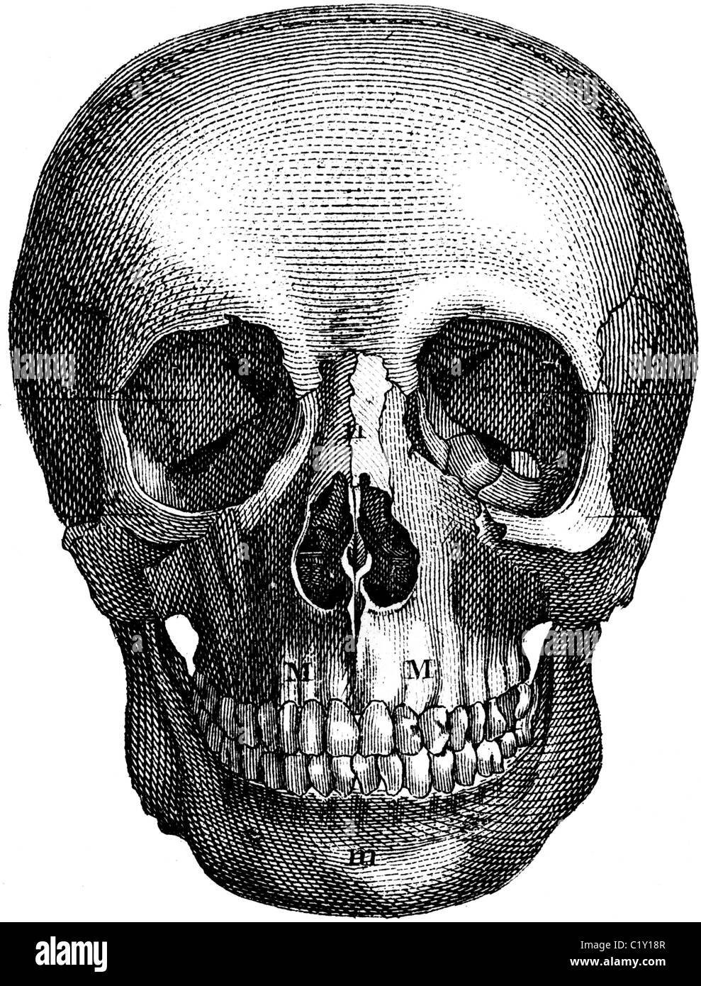19ème siècle illustration de livre, prises à partir de la 9e édition (1875) de l'Encyclopédie Britannique, d'un crâne/ Banque D'Images