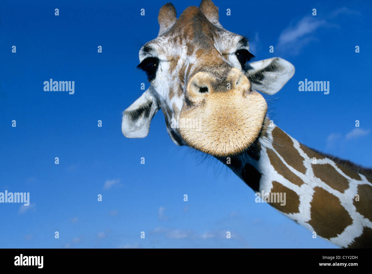 Un Africain giraffe réticulée étend son long cou à regarder les visiteurs à Busch Gardens, un animal, aventure parc à thème à Tampa, Floride, USA. Banque D'Images