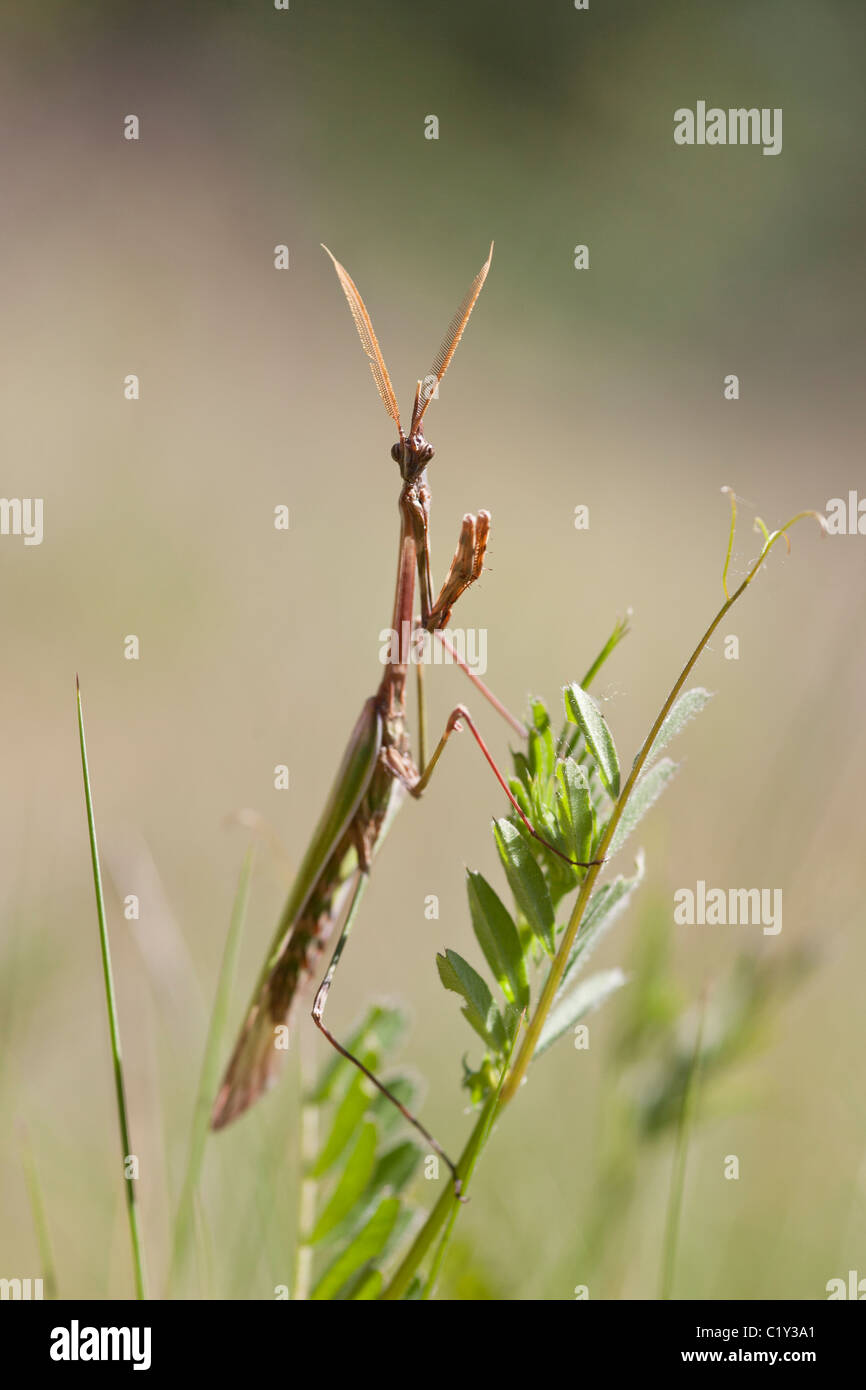 Tête conique (Empusa pennata) Mantis Banque D'Images