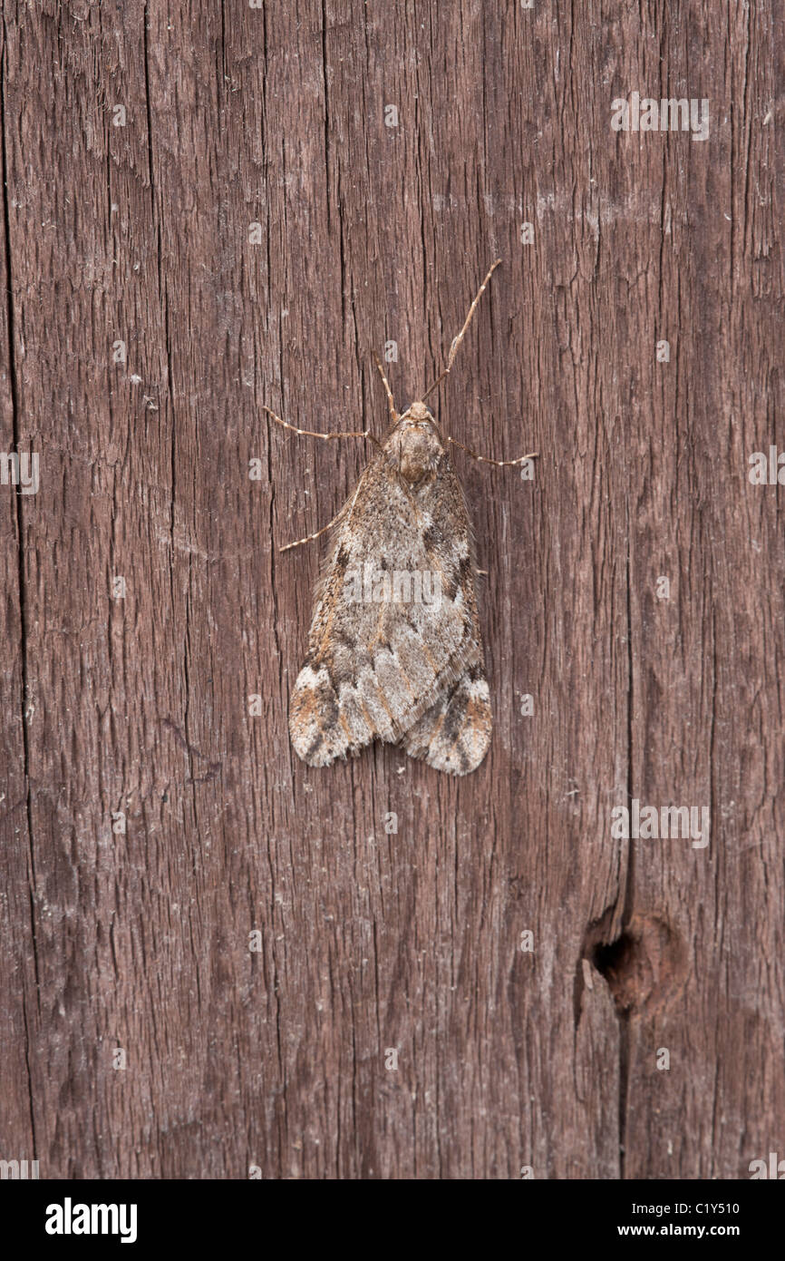 Papillon de mars Alsophila aescularia au repos sur une clôture en bois Banque D'Images