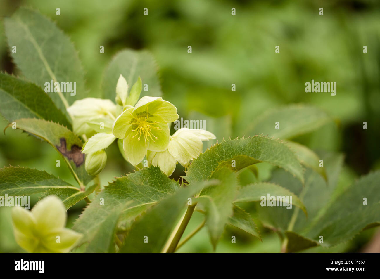 Helleborus argutifolius hellébore hybride, le Corse, en fleurs en Mars Banque D'Images