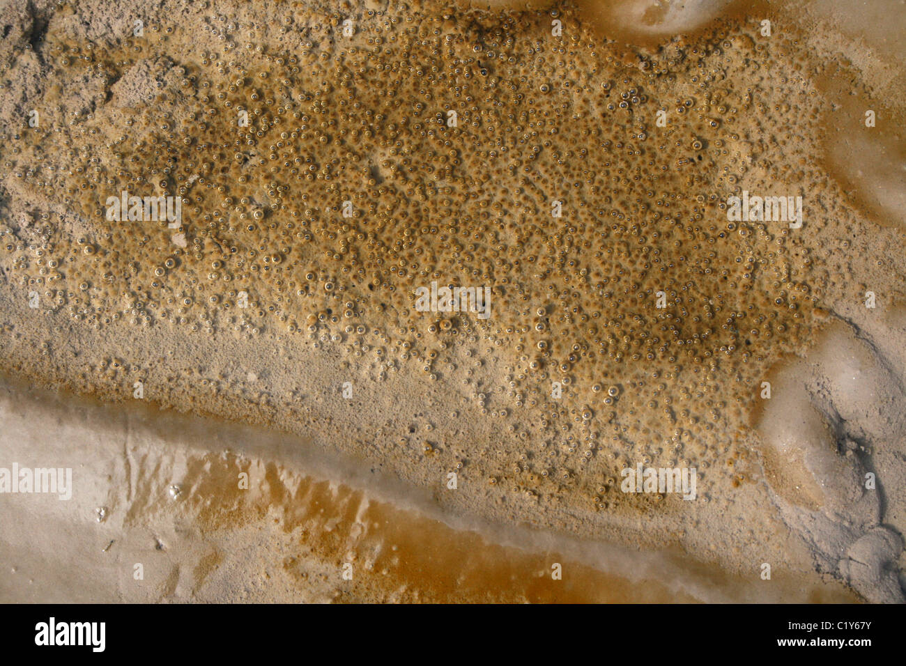 Bulles d'oxygène produit par la photosynthèse des diatomées sur la surface du sable, côte de Sefton, UK Banque D'Images
