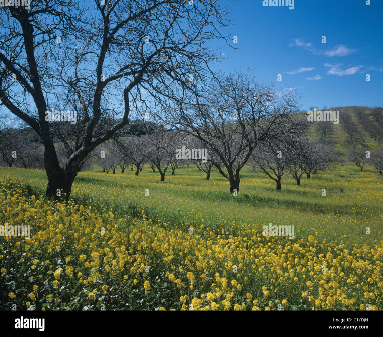 Verger de noyers avec la moutarde sauvage Fleurs de Paso Robles, Californie Banque D'Images