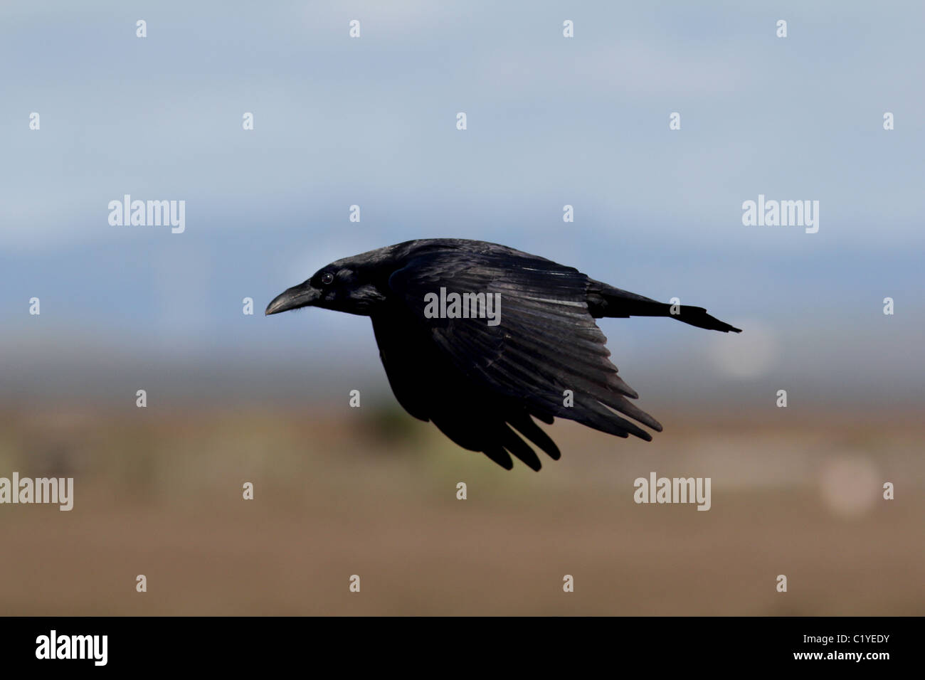 Grand corbeau battant Palo Alto Parc Baylands Calfornia Banque D'Images