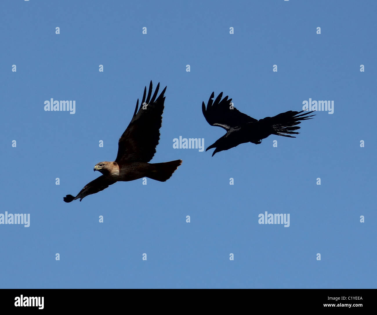 Grand corbeau chasse buse à queue rouge Palo Alto Parc Baylands Calfornia Banque D'Images