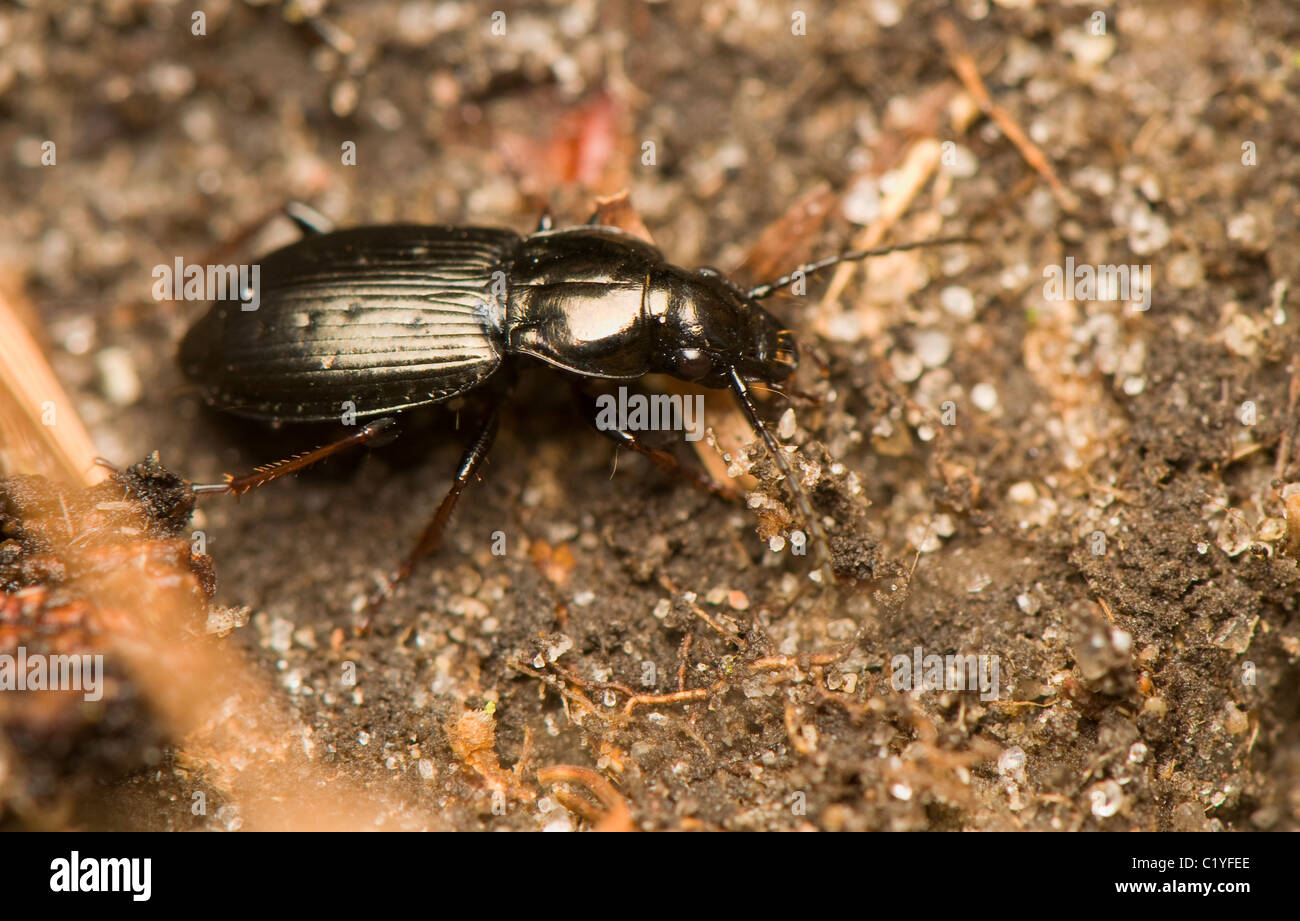 Platynus assimilis Banque D'Images