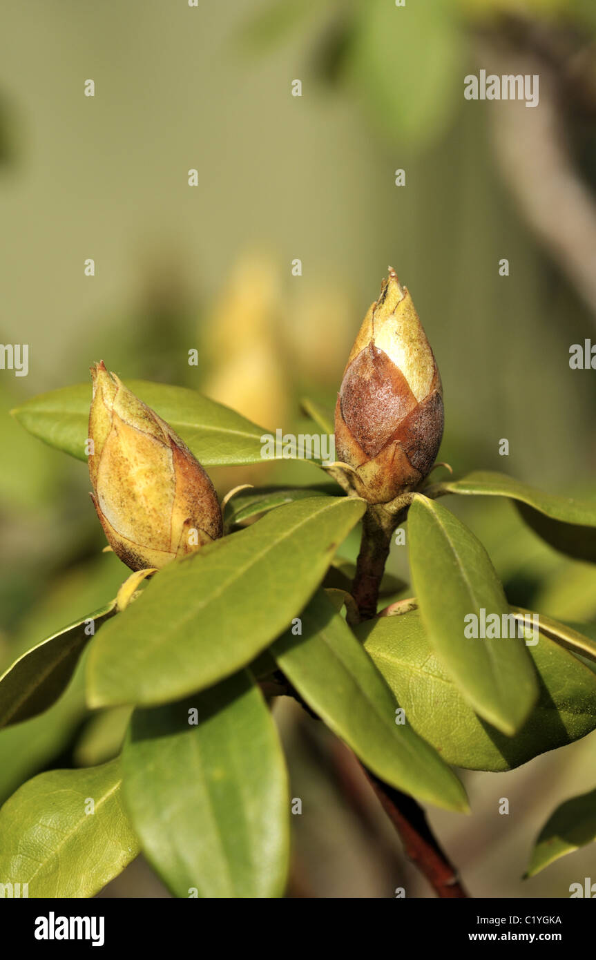 Les jeunes pousses de printemps rhododendron et boutons de fleurs. Banque D'Images