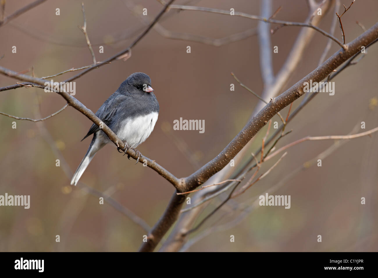 Le Junco ardoisé (Junco hyemalis hyemalis), sous-espèce de couleur ardoise, mâle en plumage d'hiver parfaite Banque D'Images