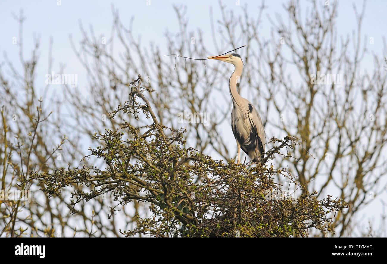 Héron gris adultes avec twig ou petite branche dans son bec au cours de la période de nidification. Banque D'Images