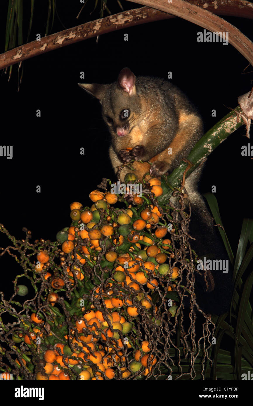 Possum brushtail commun se nourrit de fruits de palmiers cocos ou queen Banque D'Images