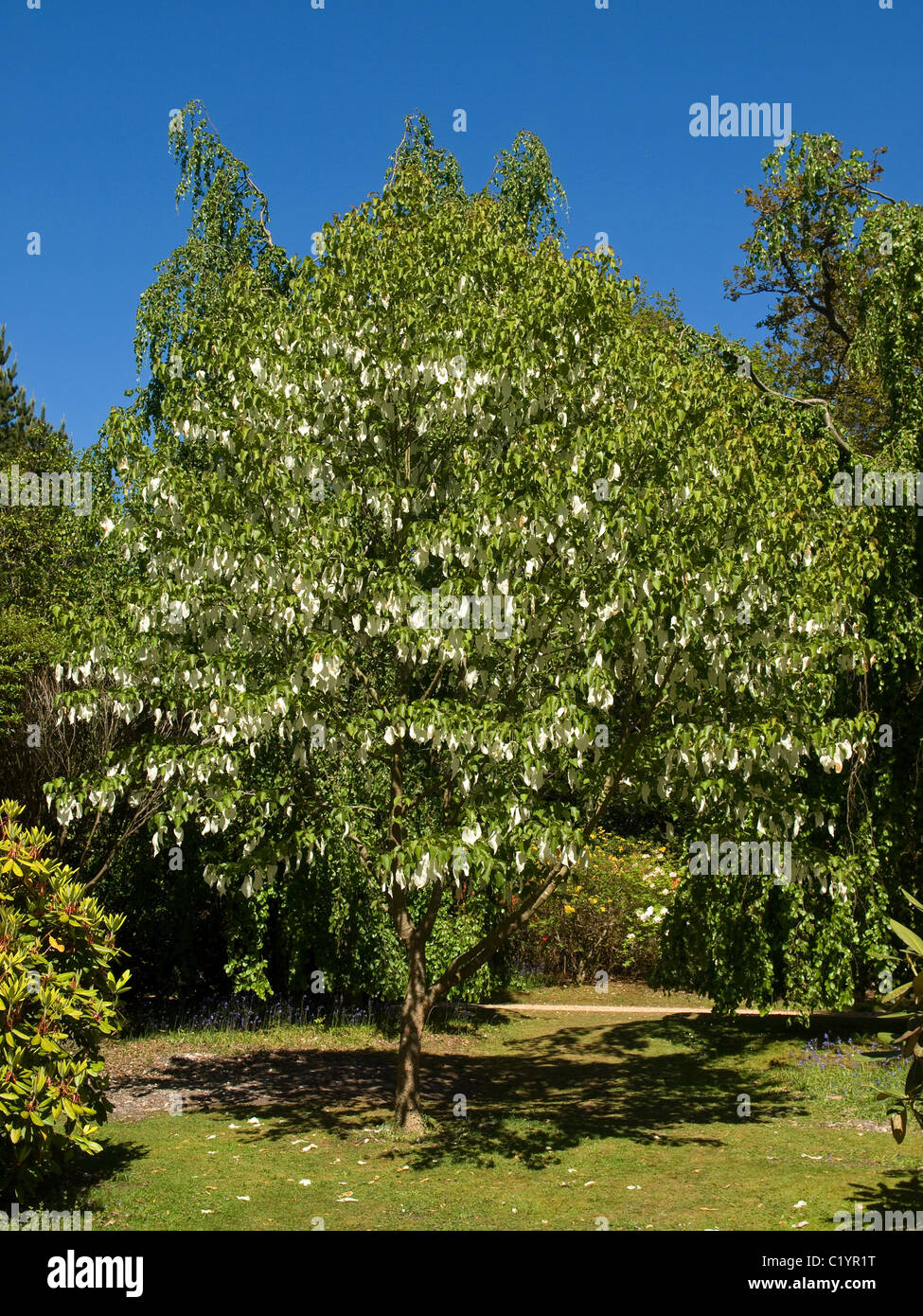 Davidia involucrata ou mouchoir, Dove, Ghost Tree à Exbury Gardens Hampshire England UK Banque D'Images