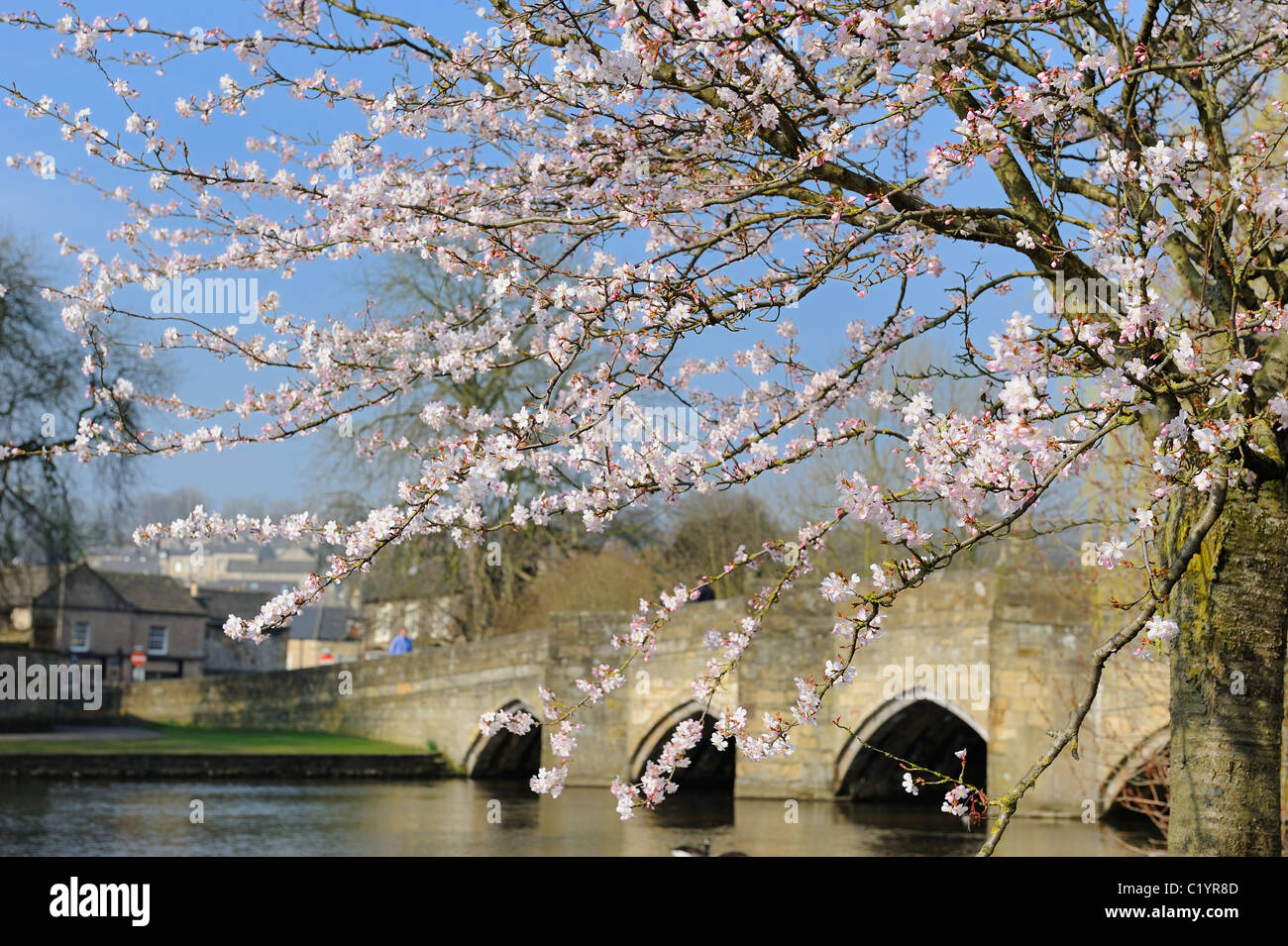 Cherry Blossom tree river wye bakewell derbyshire peak district england uk Banque D'Images