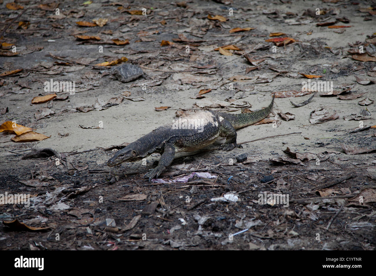 Lézard géant (Les Dragons de Komodo/ Monitor Lizard) sur l'île de Sapi, Sabah, Kota Kinabalu, Malaisie Banque D'Images