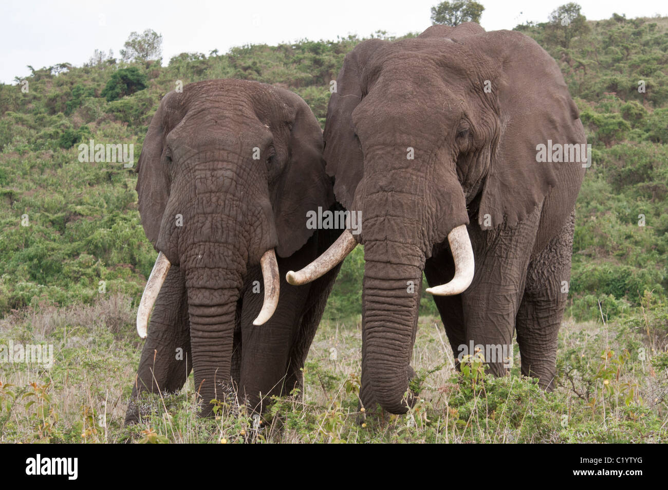 Stock photo de deux éléphants bull debout à côté de l'autre. Banque D'Images