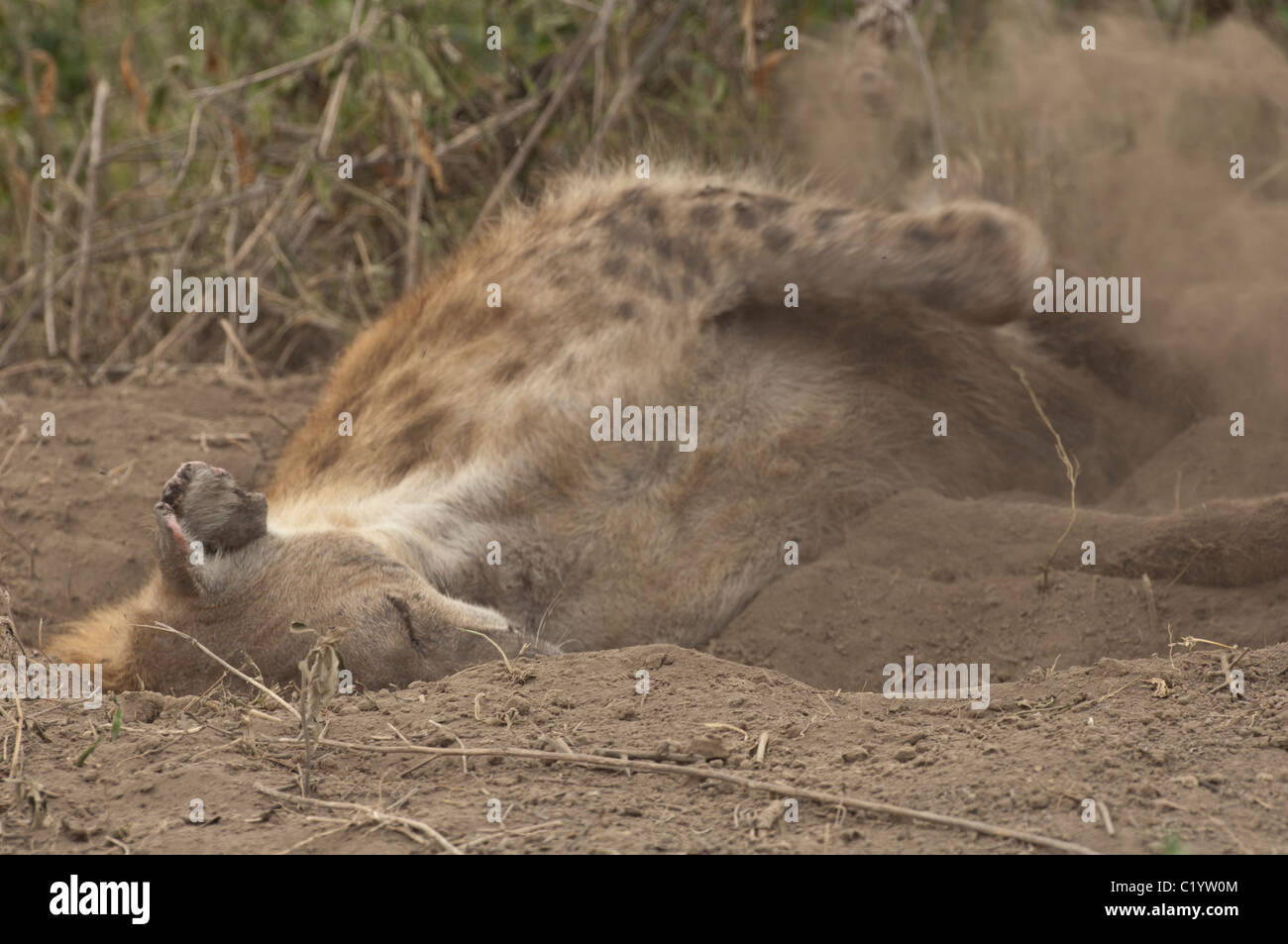 Stock photo d'une hyène tachetée en prenant un bain de poussière. Banque D'Images