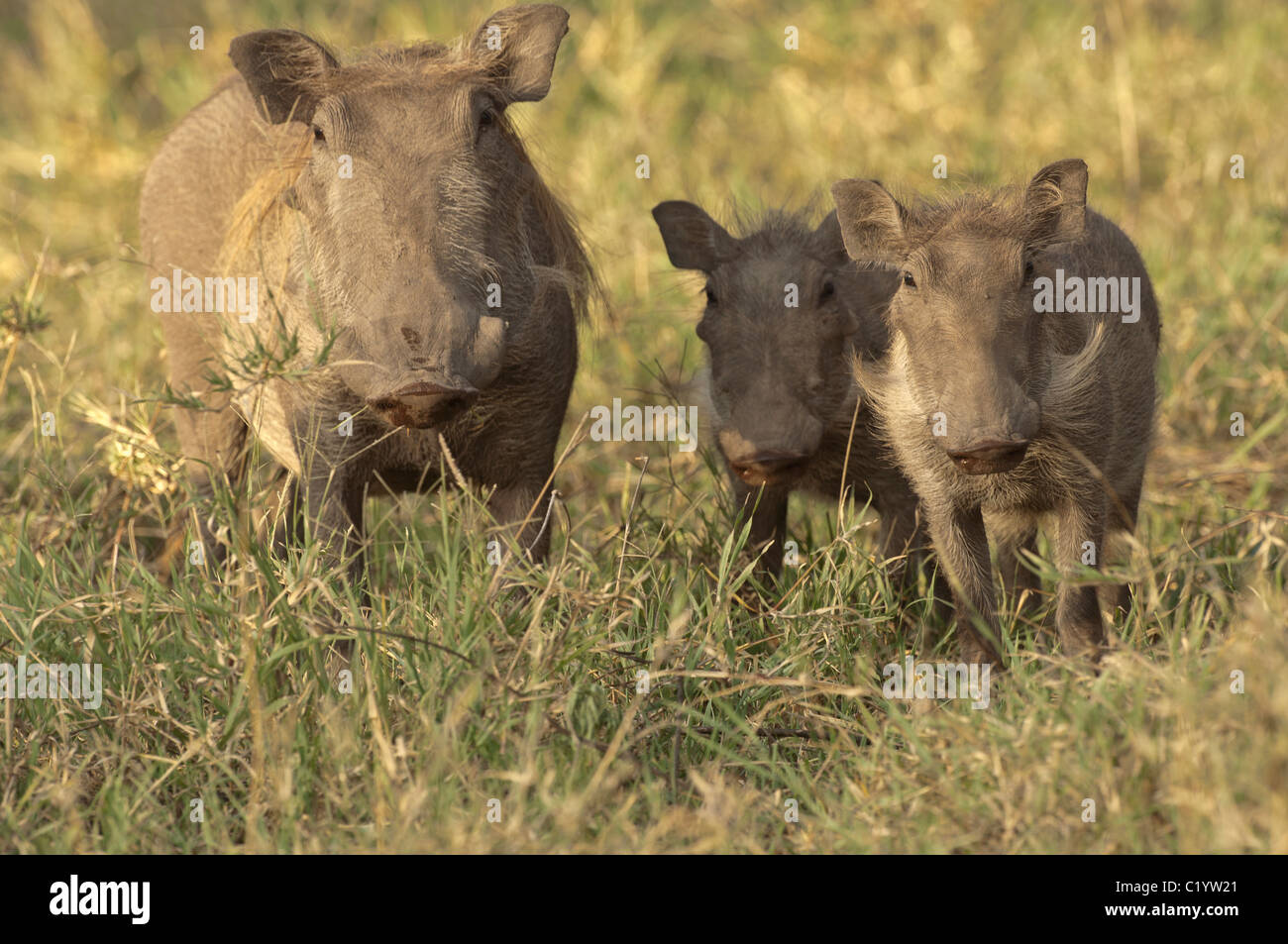 Stock photo d'un phacochère famille debout dans l'herbe. Banque D'Images
