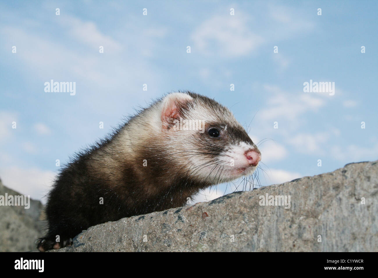 La fourrure du petit animal rongeur prédateurs laine sombre taches blanc Banque D'Images