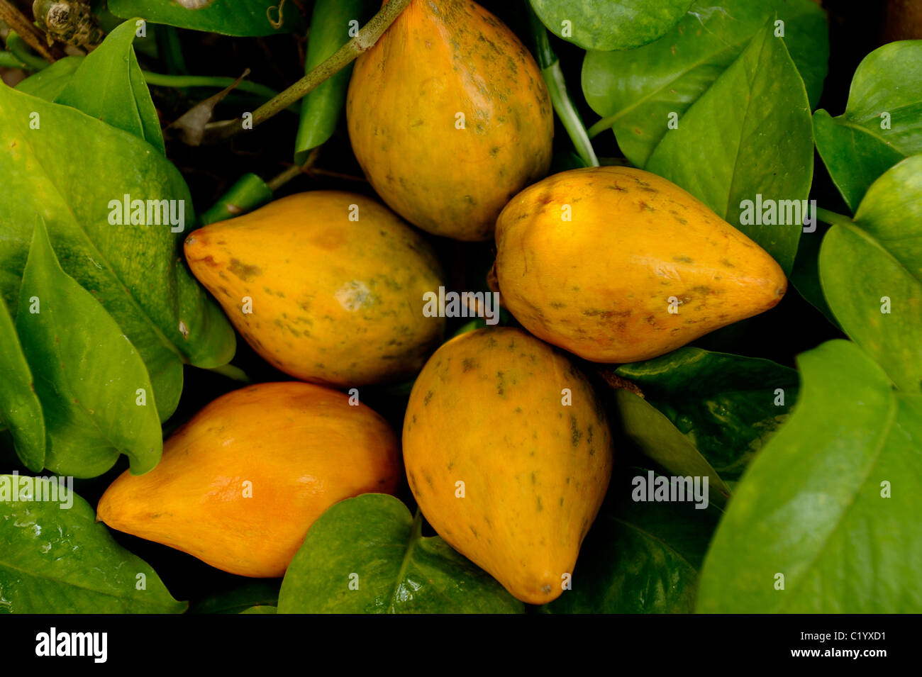 Dien taw (connu sous le nom de Lucuma, originaire d'Amérique du Sud) et étrange strange fruit cultivé en doi ang khang,chiang mai ,Thaïlande Banque D'Images