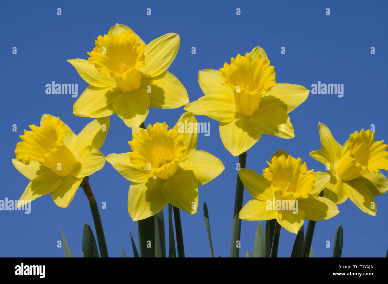 Close up of six jonquilles en plein soleil contre un ciel bleu Banque D'Images