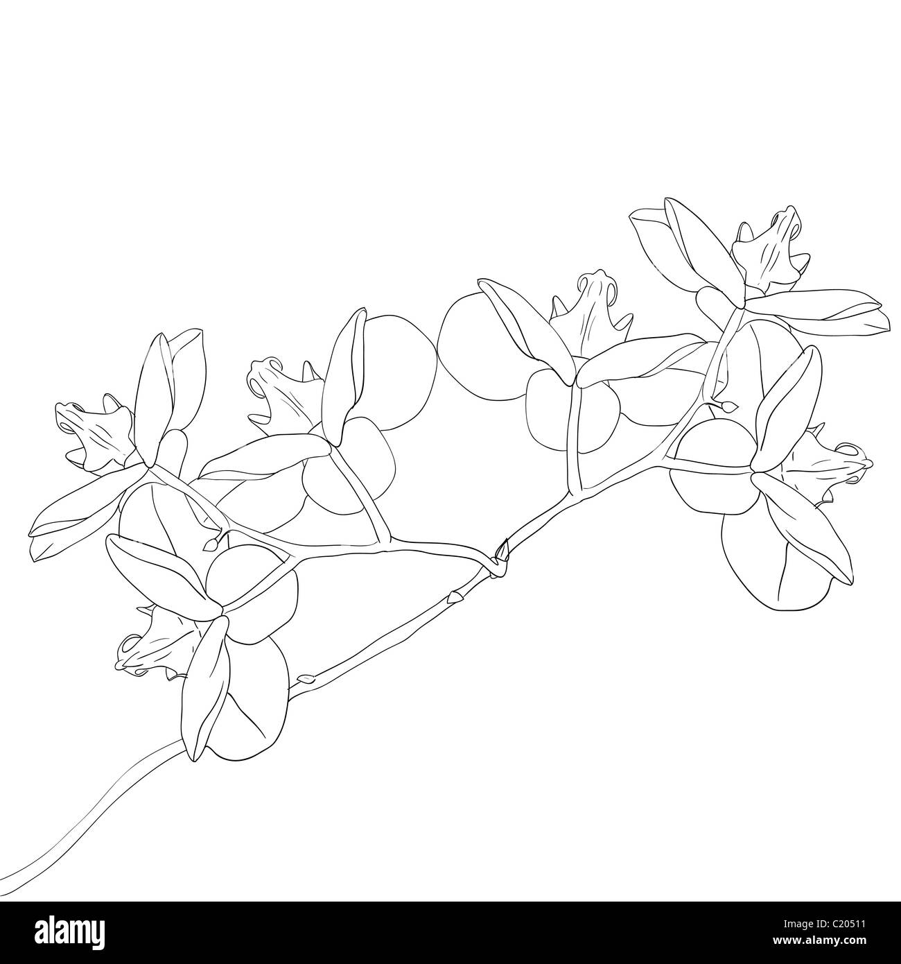 Vector illustration d'orchidée, fleur sur fond blanc Banque D'Images