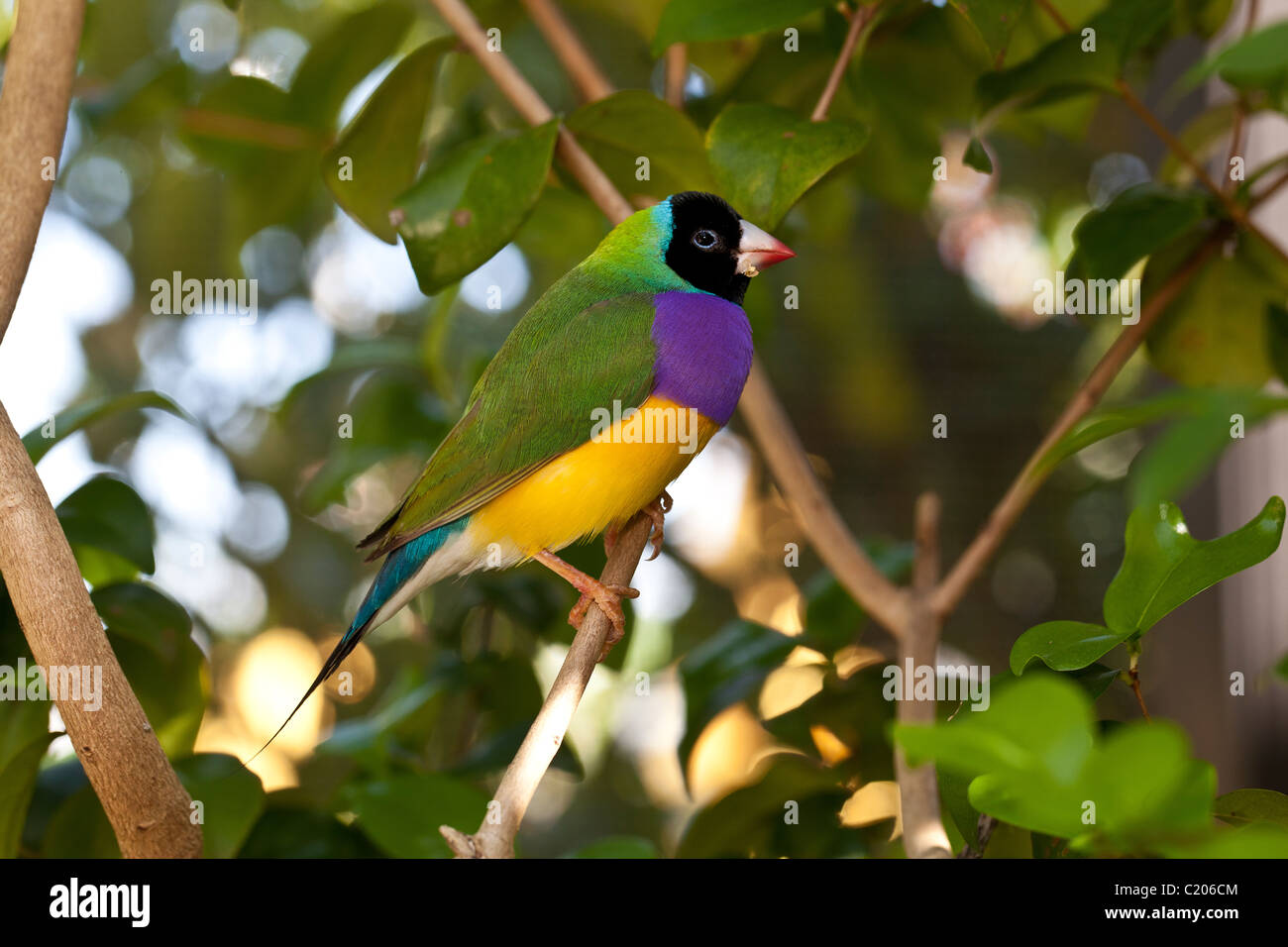 Lady Gouldian finch perché au petit matin Banque D'Images