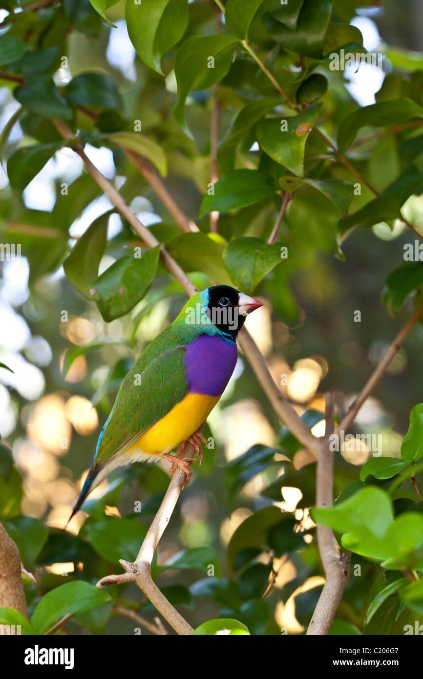 Lady Gouldian finch perché au petit matin Banque D'Images